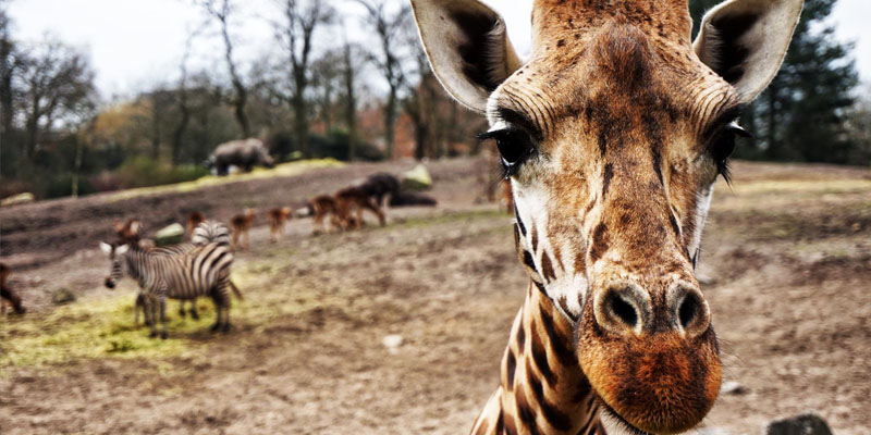 5 bancos de imagens gratuitos para seu projeto